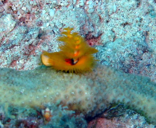 Christmas tree worm