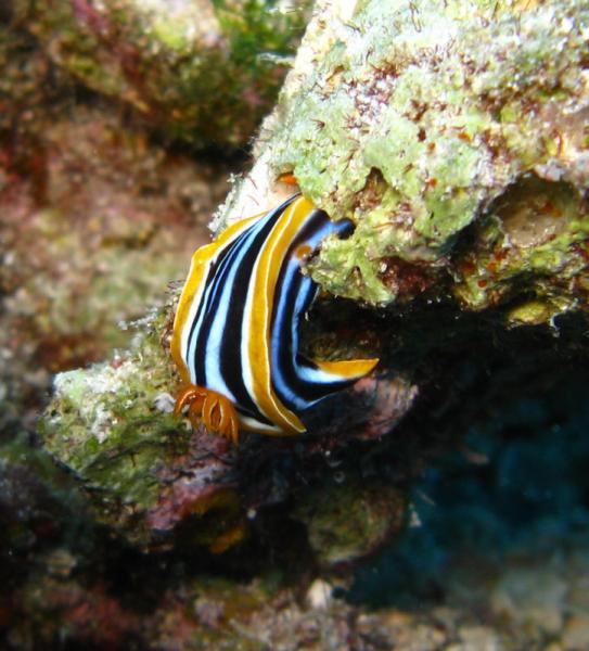 Pyjama chromodorid