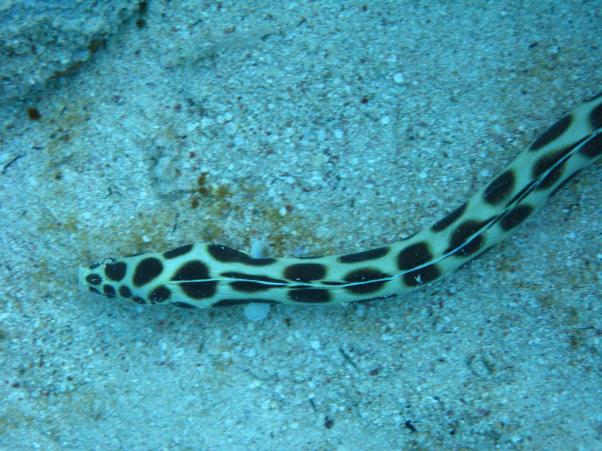 sea snake