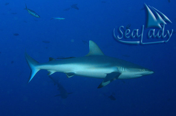 Shark